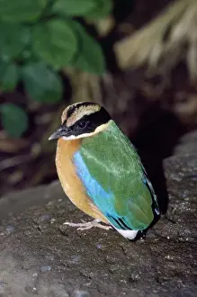 Pitta Prints: Blue-winged Pitta South East Asia