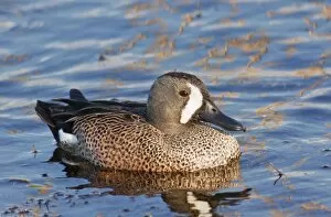 Images Dated 2nd January 2008: Blue-winged Teal