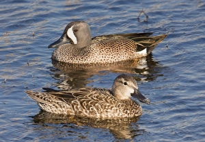 Images Dated 2nd January 2008: Blue-winged Teal