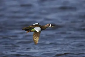 Blue-Winged Teal - drake in flight Ding Darling NWR, florida, USA BI000107