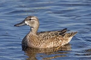 Images Dated 1st January 2008: Blue-winged Teal - Female in winter. January in FL USA