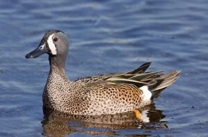 Images Dated 1st January 2008: Blue-winged Teal - Male in winter