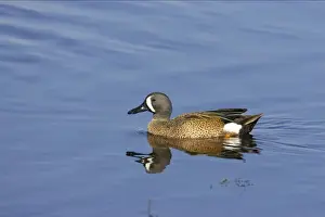 Blue-Winged Teal Viera Wetlands, florida, USA BI000104
