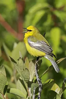 Blue-winged Warbler