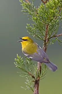Blue-winged Warbler. CT in May. USA
