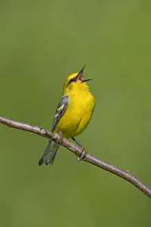 Singing Prints: Blue-winged Warbler, singing on breeding territory in spring