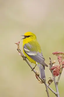Blue-winged Warbler, Vermivora pinus