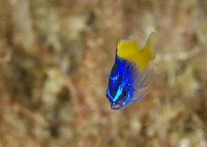 Images Dated 22nd August 2012: Blue Yellow Chromis Juvenile