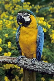 Danita delimont/blue yellow macaw ara ararauna captive