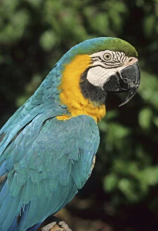 Blue and Yellow Macaw, (Ara aurarana), portrait