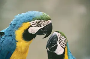 Blue & Yellow Macaw E. Panama to Paraguay & Brazil