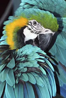 Macaws Prints: Blue and Yellow Macaw - preening - forested areas of South America