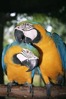 Images Dated 11th May 2004: Blue & Yellow Macaw x2 preening, Taman Burning Bali Bird Park, Bali Island, Indonesia