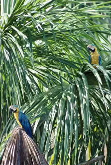 Macaws Prints: Blue & Yellow Macaws - two in Biriti Palm Swamps