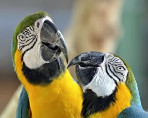 Affectionate Gallery: Blue and Yellow Macaws - showing affectionate behaviour