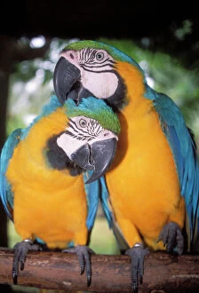 Images Dated 14th May 2004: Blue & Yellow Macaws x2 preening. Taman Burning Bali Bird Park, Bali Island, Indonesia
