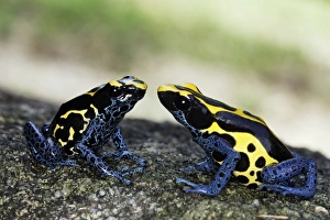 Images Dated 9th February 2007: Blue and Yellow Poison Arrow Frog Central Suriname Nature Reserve South America