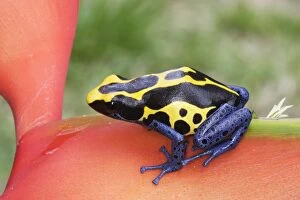 Images Dated 9th February 2007: Blue and Yellow Poison Arrow Frog Central Suriname Nature Reserve South America