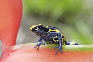 Images Dated 9th February 2007: Blue and Yellow Poison Arrow Frog Central Suriname Nature Reserve South America