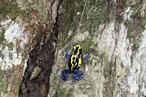 Images Dated 9th February 2007: Blue and Yellow Poison Arrow Frog Central Suriname Nature Reserve South America