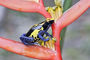 Images Dated 9th February 2007: Blue and Yellow Poison Arrow Frog Central Suriname Nature Reserve South America
