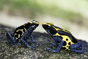 Blue and Yellow Poison Arrow Frog Central Suriname Nature Reserve South America