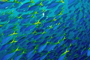 Images Dated 13th February 2009: Blue and Yellow Snapper - seen in vast schools moving as one along the reef dropoffs - plankton