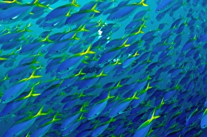 Blue and Yellow Snapper - seen in vast schools moving as one along the reef dropoffs Blue and Yellow Snapper - seen in vast schools moving as one along the reef dropoffs