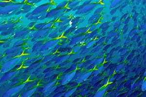 Schools Prints: Blue and Yellow Snapper - seen in vast schools moving as one along the reef dropoffs - plankton feeding fish - Fiji