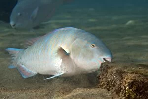 Images Dated 19th September 2007: Bluebarred / Blue-barred Parrotfish - feeding - Red Sea
