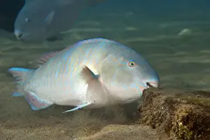 Bluebarred / Blue-barred Parrotfish - feeding - Red Sea