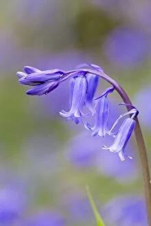 Images Dated 3rd May 2012: Bluebell