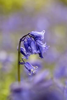 Bluebell - in flower