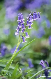Bluebell Flower DAD 454 Endymion nonscriptus © David Dixon / ARDEA LONDON