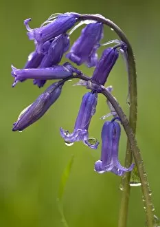Images Dated 25th April 2005: Bluebell flowers