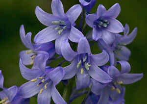 Images Dated 26th April 2005: Bluebell flowers