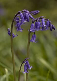 Images Dated 20th April 2005: Bluebell flowers