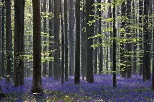 Images Dated 15th April 2011: Bluebell Flowers - in forest with Beech Trees