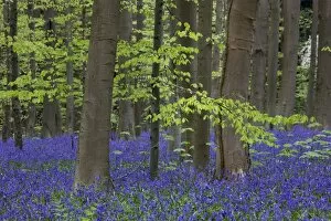 Images Dated 14th April 2011: Bluebell Flowers - in forest with Beech Trees
