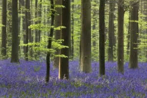 Images Dated 15th April 2011: Bluebell Flowers - in forest with Beech Trees