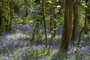 Images Dated 7th May 2013: Bluebell Wood