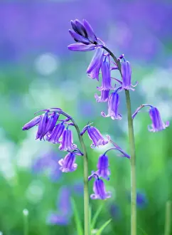 Purple Prints: Bluebells