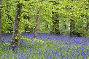Images Dated 6th May 2012: Bluebells - amongst Beech Trees in spring - Lanhydrock Woods, Cornwall, UK