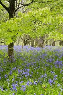 Images Dated 6th May 2012: Bluebells - amongst Beech Trees in spring - Lanhydrock Woods, Cornwall, UK