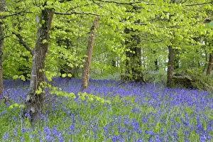 Beeches Prints: Bluebells - amongst Beech Trees in spring - Lanhydrock Woods, Cornwall, UK