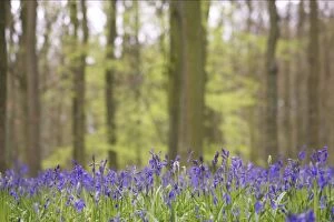 Images Dated 16th November 2011: Bluebells - in Beech woodland