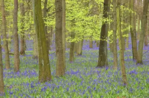 Bluebells - in Beech Woodland, Dockey Wood, Herts, UK PL000201