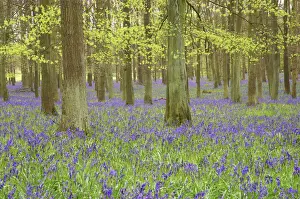 Masses Prints: Bluebells - in Beech Woodland, Dockey Wood, Herts, UK PL000168