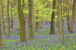 Beech Collection: Bluebells - in Beech Woodland, Dockey Wood, Herts, UK PL000201