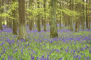 Beech Collection: Bluebells - in Beech Woodland, Dockey Wood, Herts, UK PL000168
